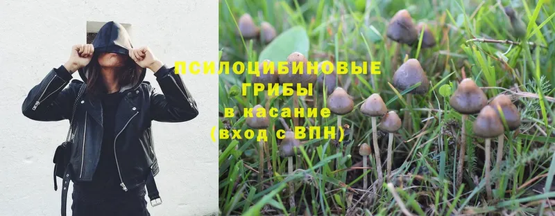 где найти   Москва  Псилоцибиновые грибы MAGIC MUSHROOMS 